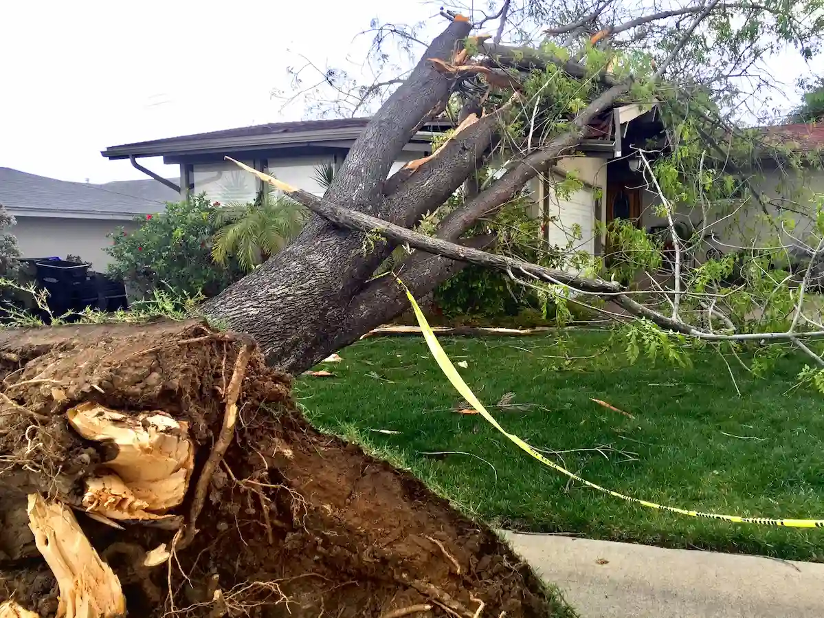 chute d un arbre sur une maison sinistre leger